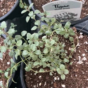 Silver Queen Thyme Live Plant – 4.5 inch Nursery Pot – Culinary Herb - Image 7