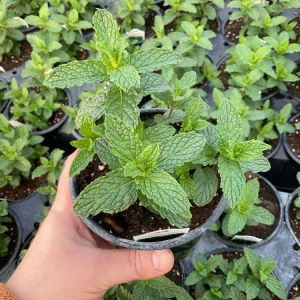 Spearmint Mint Live Plant - Mentha spicata Herb, 4.5