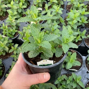 Spearmint Mint Live Plant - Mentha spicata Herb, 4.5
