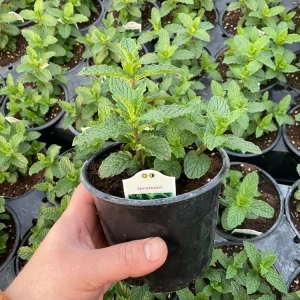 Spearmint Mint Live Plant - Mentha spicata Herb, 4.5