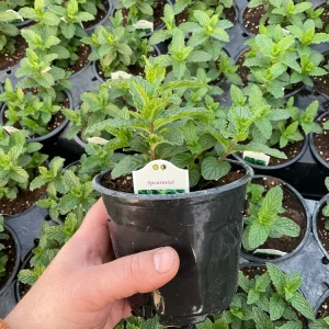 Spearmint Mint Live Plant - Mentha spicata Herb, 4.5