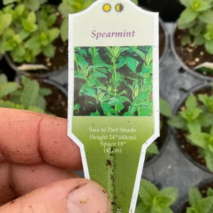 Spearmint Mint Live Plant - Mentha spicata Herb, 4.5