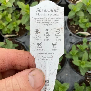 Spearmint Mint Live Plant - Mentha spicata Herb, 4.5