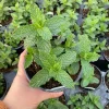 Spearmint Mint Live Plant - Mentha spicata Herb, 4.5" Pot, Outdoor/Indoor - Image 1