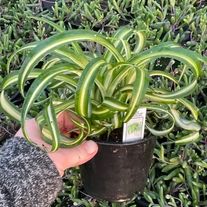 Spider Plant 'Bonnie' Live Plant – Chlorophytum – 4.5 inch Pot – Indoor - Image 2