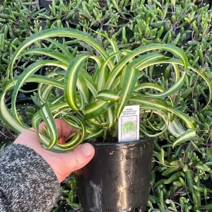 Spider Plant 'Bonnie' Live Plant – Chlorophytum – 4.5 inch Pot – Indoor - Image 3