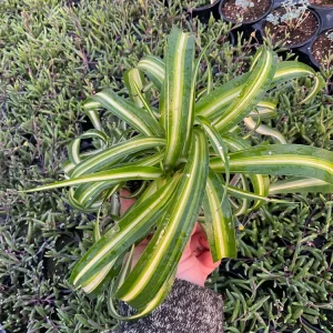 Spider Plant 'Bonnie' Live Plant – Chlorophytum – 4.5 inch Pot – Indoor - Image 4