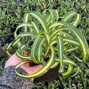 Spider Plant 'Bonnie' Live Plant – Chlorophytum – 4.5 inch Pot – Indoor - Image 1