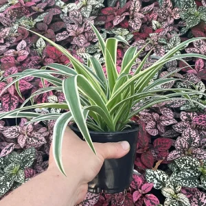 Spider Plant Reverse Live Plant – 4.5 inch Pot – Indoor Houseplant - Image 2