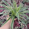 Spider Plant Reverse Live Plant – 4.5 inch Pot – Indoor Houseplant - Image 1