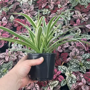 Spider Plant Reverse Live Plant – 4.5 inch Pot – Indoor Houseplant - Image 3