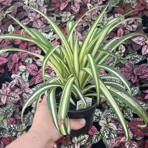 Spider Plant White with Green Edge - Live Potted Houseplant - 4.5 inch Pot - Image 2