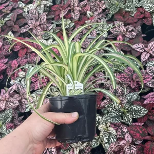 Spider Plant White with Green Edge - Live Potted Houseplant - 4.5 inch Pot - Image 3