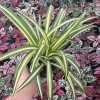 Spider Plant White with Green Edge - Live Potted Houseplant - 4.5 inch Pot - Image 1