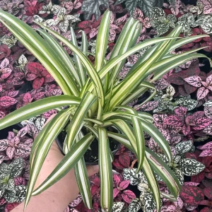 Spider Plant White with Green Edge - Live Potted Houseplant - 4.5 inch Pot - Image 1