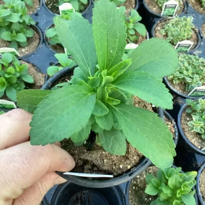 Stevia Live Plant – Sweet Herb for Natural Sugar Alternative – Indoor/Outdoor - Image 2