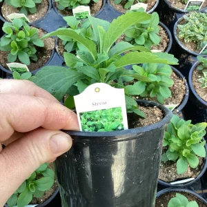 Stevia Live Plant – Sweet Herb for Natural Sugar Alternative – Indoor/Outdoor - Image 3