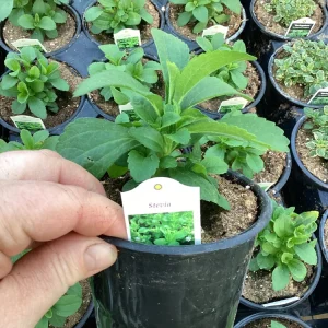 Stevia Live Plant – Sweet Herb for Natural Sugar Alternative – Indoor/Outdoor - Image 4