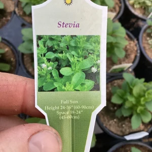 Stevia Live Plant – Sweet Herb for Natural Sugar Alternative – Indoor/Outdoor - Image 5