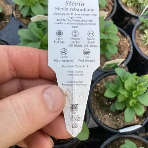 Stevia Live Plant – Sweet Herb for Natural Sugar Alternative – Indoor/Outdoor - Image 6