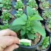 Stevia Live Plant – Sweet Herb for Natural Sugar Alternative – Indoor/Outdoor - Image 1