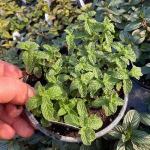 Strawberry Mint Live Plant – Mentha Piperita – 4.5 inch Pot – Fragrant Herb - Image 2