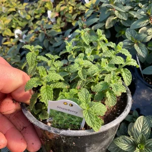 Strawberry Mint Live Plant – Mentha Piperita – 4.5 inch Pot – Fragrant Herb - Image 3