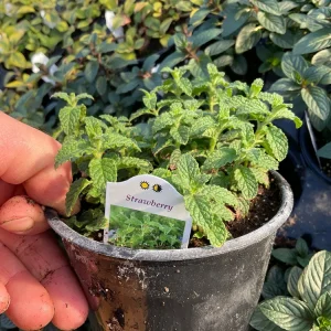 Strawberry Mint Live Plant – Mentha Piperita – 4.5 inch Pot – Fragrant Herb - Image 4