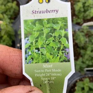Strawberry Mint Live Plant – Mentha Piperita – 4.5 inch Pot – Fragrant Herb - Image 5