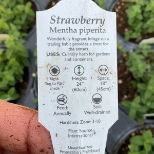 Strawberry Mint Live Plant – Mentha Piperita – 4.5 inch Pot – Fragrant Herb - Image 6