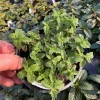 Strawberry Mint Live Plant – Mentha Piperita – 4.5 inch Pot – Fragrant Herb - Image 1