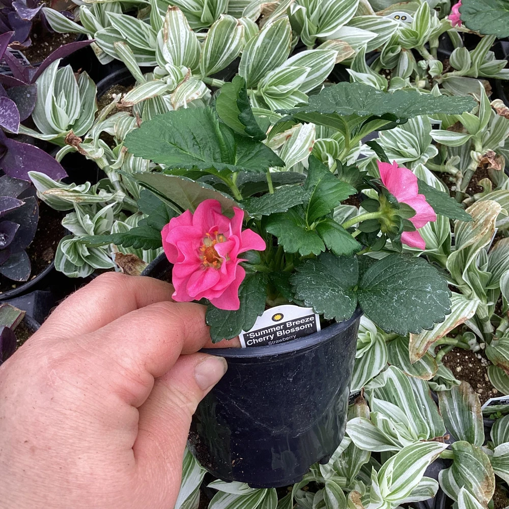 Strawberry Summer Breeze Cherry Blossom Live Plant - 4.5 inch Nursery Pot - Outdoor Edible Fruit - Image 2