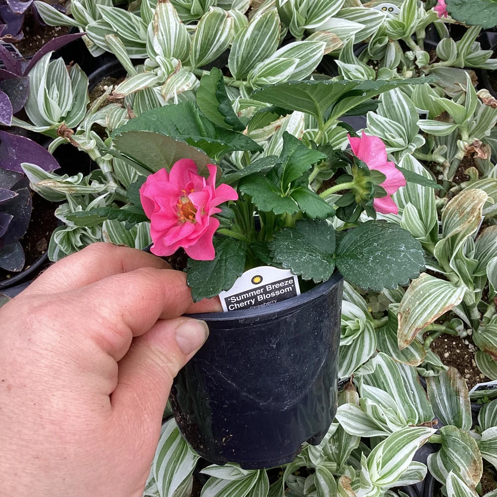 Strawberry Summer Breeze Cherry Blossom Live Plant - 4.5 inch Nursery Pot - Outdoor Edible Fruit - Image 3