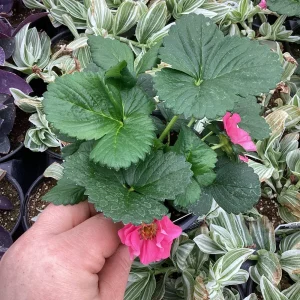 Strawberry Summer Breeze Cherry Blossom Live Plant - 4.5 inch Nursery Pot - Outdoor Edible Fruit - Image 4