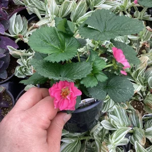 Strawberry Summer Breeze Cherry Blossom Live Plant - 4.5 inch Nursery Pot - Outdoor Edible Fruit - Image 5