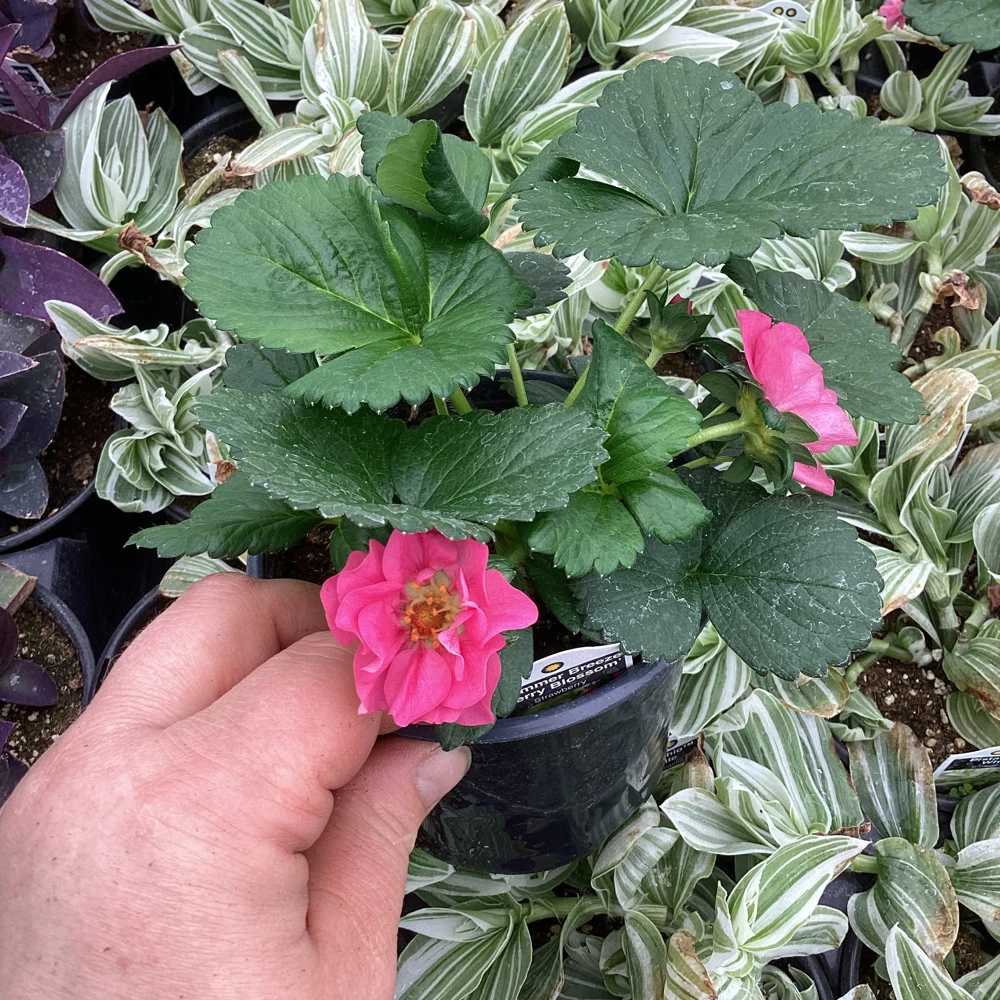 Strawberry Summer Breeze Cherry Blossom Live Plant - 4.5 inch Nursery Pot - Outdoor Edible Fruit - Image 5
