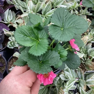 Strawberry Summer Breeze Cherry Blossom Live Plant - 4.5 inch Nursery Pot - Outdoor Edible Fruit - Image 6