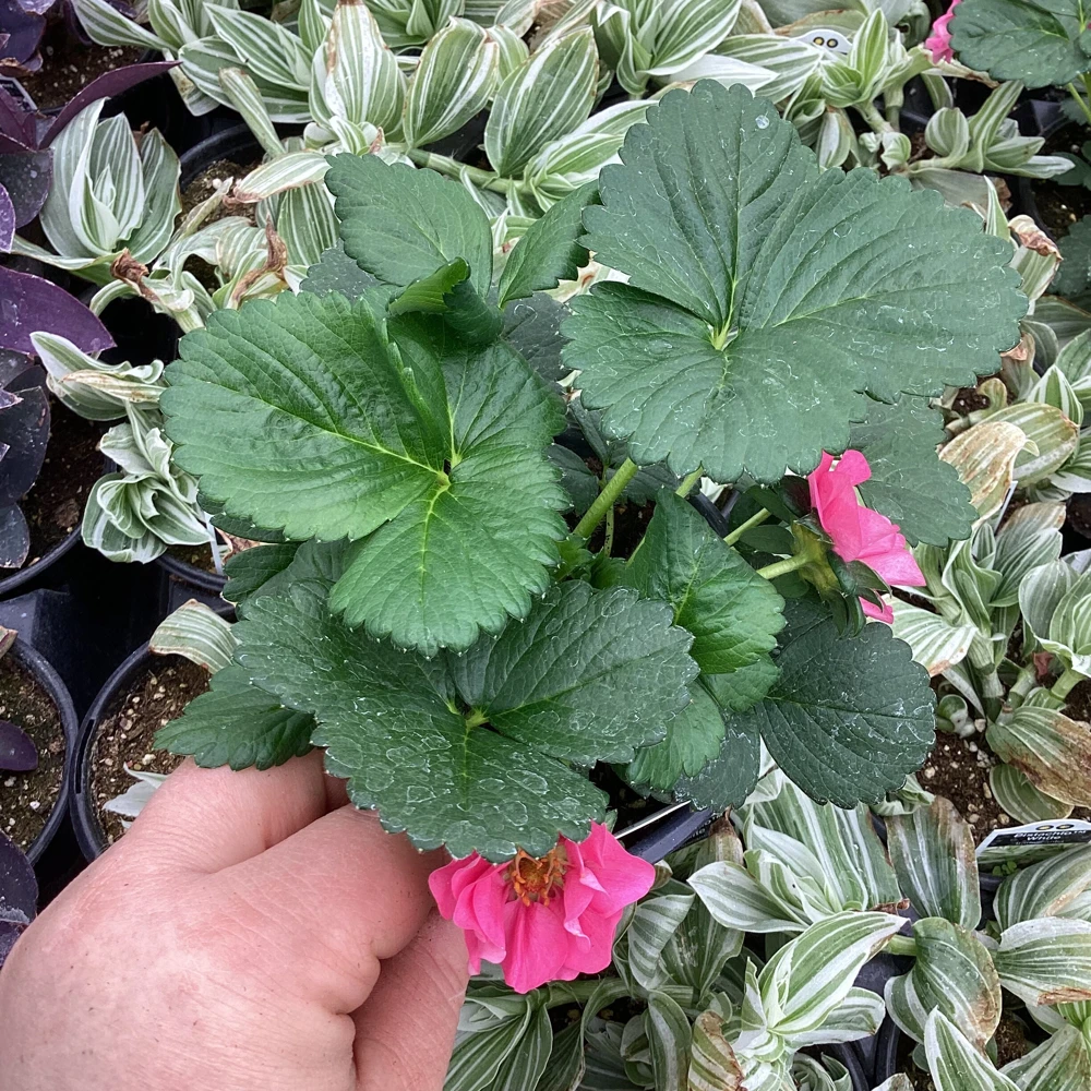 Strawberry Summer Breeze Cherry Blossom Live Plant - 4.5 inch Nursery Pot - Outdoor Edible Fruit - Image 6