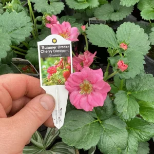 Strawberry Summer Breeze Cherry Blossom Live Plant - 4.5 inch Nursery Pot - Outdoor Edible Fruit - Image 7