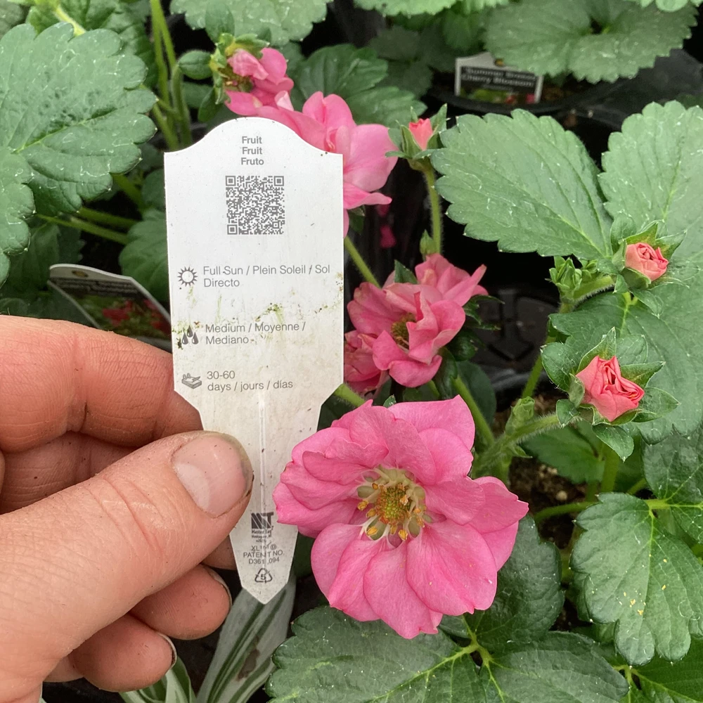 Strawberry Summer Breeze Cherry Blossom Live Plant - 4.5 inch Nursery Pot - Outdoor Edible Fruit - Image 8