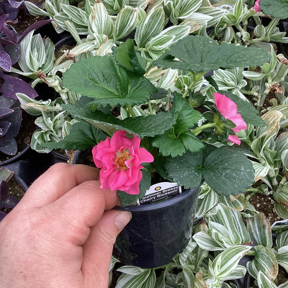 Strawberry Summer Breeze Cherry Blossom Live Plant - 4.5 inch Nursery Pot - Outdoor Edible Fruit - Image 1