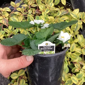Strawberry 'Summer Breeze Snow' Live Plant - 4.5 inch Pot - Edible White Berries - Image 10