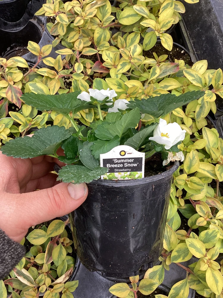 Strawberry 'Summer Breeze Snow' Live Plant - 4.5 inch Pot - Edible White Berries - Image 10