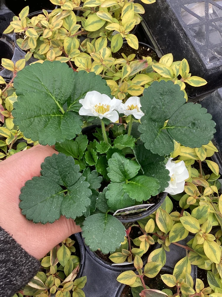 Strawberry 'Summer Breeze Snow' Live Plant - 4.5 inch Pot - Edible White Berries - Image 2