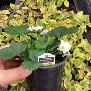 Strawberry 'Summer Breeze Snow' Live Plant - 4.5 inch Pot - Edible & Ornamental - Image 2