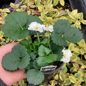 Strawberry 'Summer Breeze Snow' Live Plant - 4.5 inch Pot - Edible & Ornamental - Image 3