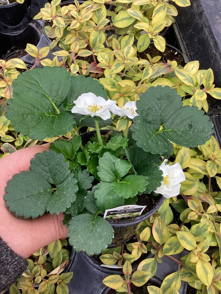 Strawberry 'Summer Breeze Snow' Live Plant - 4.5 inch Pot - Edible & Ornamental - Image 3