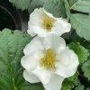 Strawberry 'Summer Breeze Snow' Live Plant - 4.5 inch Pot - Edible & Ornamental - Image 1