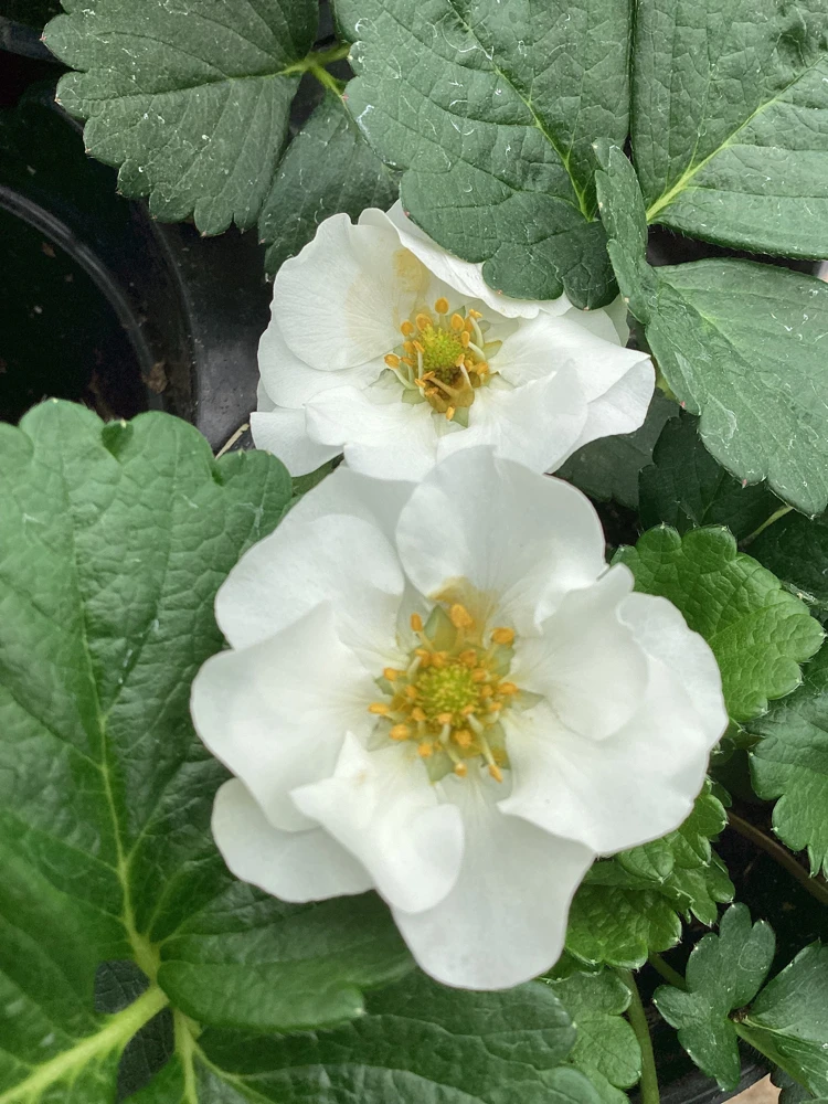 Strawberry 'Summer Breeze Snow' Live Plant - 4.5 inch Pot - Edible & Ornamental - Image 1