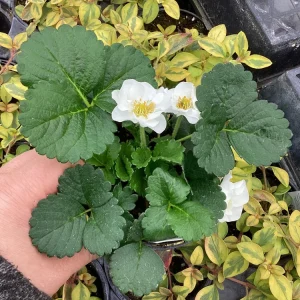 Strawberry 'Summer Breeze Snow' Live Plant - 4.5 inch Pot - Edible White Berries - Image 4